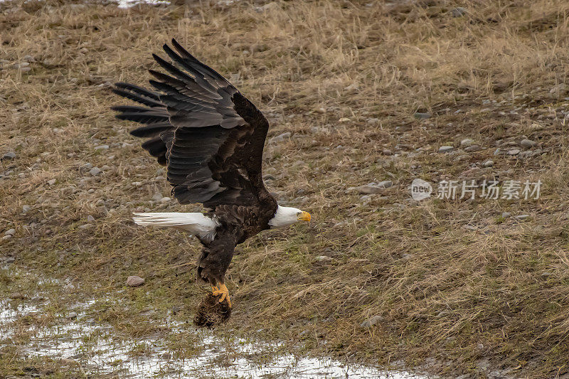 Bald Eagle in Lamar Valley picking up shedded bison fur for the nest